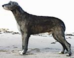 Caredig Jupiter | Irish Wolfhound 