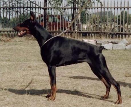 Indiana Elva CS | Black Doberman Pinscher