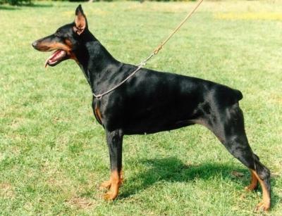 Frezie Bohemia Gotika | Black Doberman Pinscher