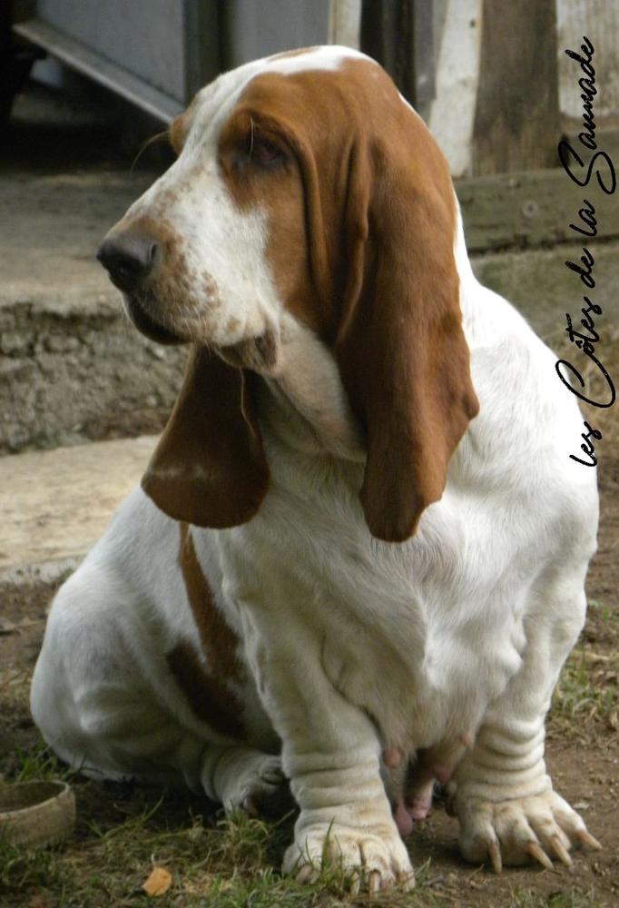 Irina du berceau de bfamily | Basset Hound 