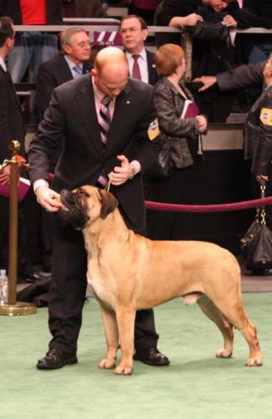 Circle J's  Beckett of  Wills'shire | Bullmastiff 