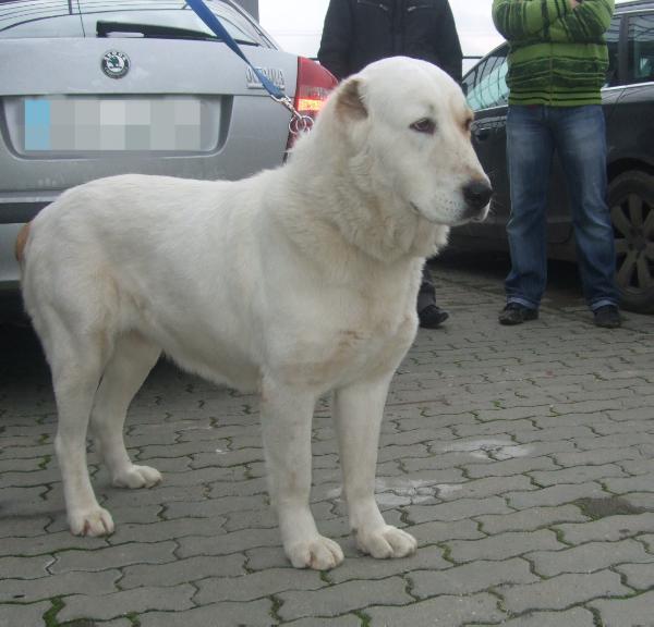 Grand Max Alisha | Central Asian Shepherd Dog 