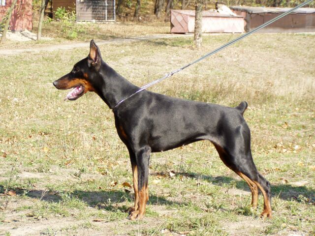 Indiana Bohemia Gotika | Black Doberman Pinscher