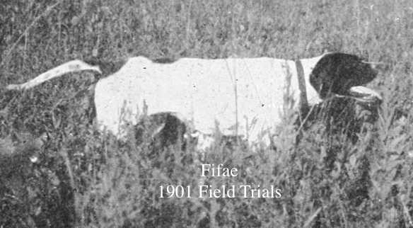 Fifae (Bang III x Manitoba Belle) | Pointer 