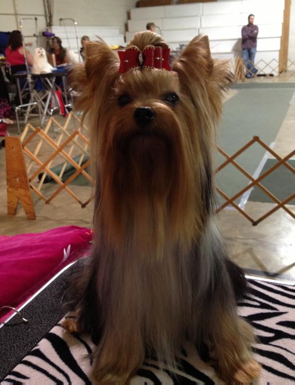 Amazing's EZ To Believe It | Yorkshire Terrier 