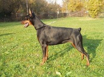 Fatty Pasecke udoli | Black Doberman Pinscher