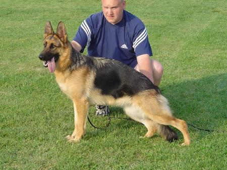 Anni von der Addingaste | German Shepherd Dog 