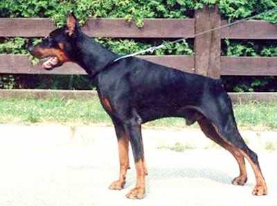 Fabian Fenris v. Diaspora | Black Doberman Pinscher