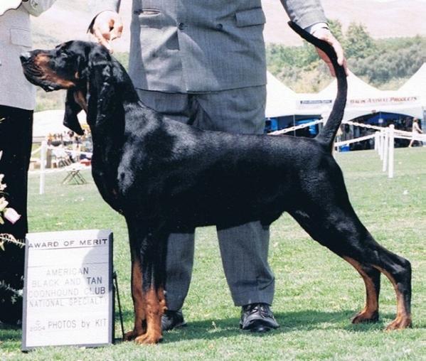 Southchase's Brave Heart | Black and Tan Coonhound 