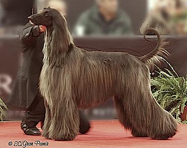 Agha Djari's Revenge Of Xenos | Afghan Hound 