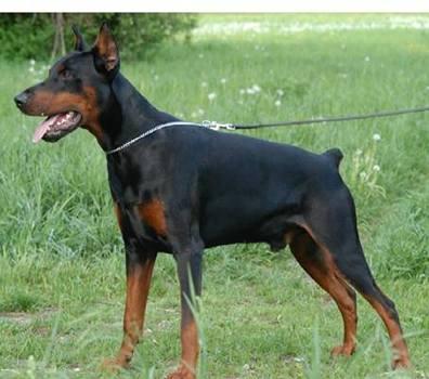 Atlas Belnicko | Black Doberman Pinscher