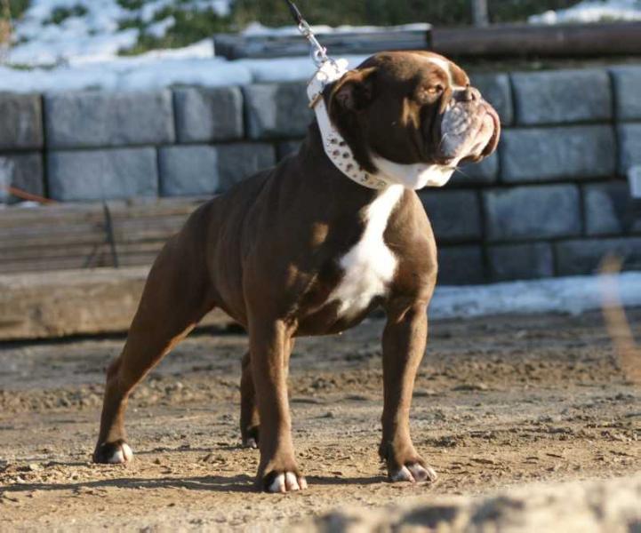 Asgard's halo | Olde English Bulldogge 