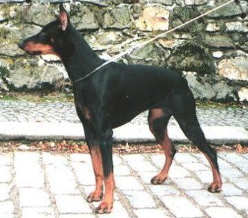 Anki z Hakenovky | Black Doberman Pinscher