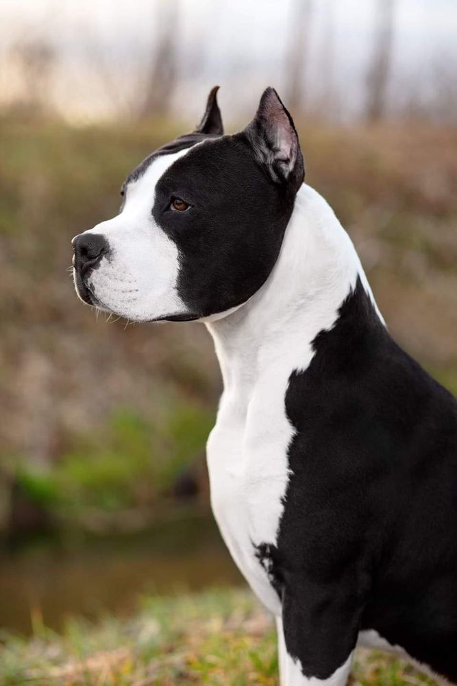 GLODIK SAMSON POCELOVANNII BUDDOI | American Staffordshire Terrier 