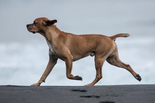 Kondor do Berço do Basalto | Portuguese Pointer 