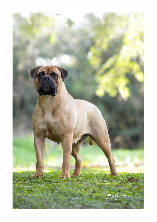 H-s des terres de la gatine | Bullmastiff 