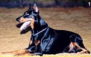 Carlo Black Gong | Black Doberman Pinscher