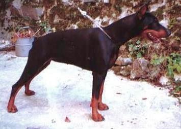 Ema Black Gong | Black Doberman Pinscher