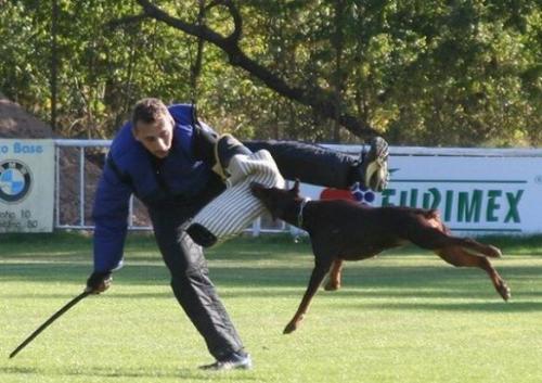 Ira Black Gong | Brown Doberman Pinscher