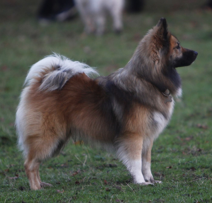 Calle-Yngvi fra Dyrgjadottir | Icelandic Sheepdog 