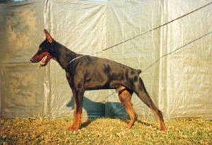 Quebek della Fortezza Vecchia | Black Doberman Pinscher