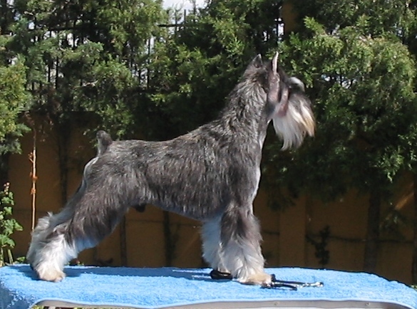 Chelines Piggy Dream | Miniature Schnauzer 