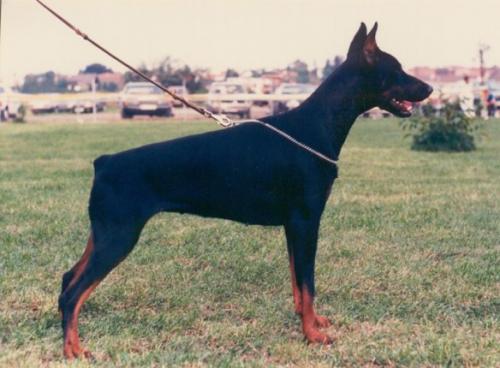 Jasmin v. Mahuba | Black Doberman Pinscher