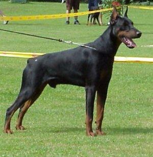 Dondavito v. Residenzschloss | Black Doberman Pinscher