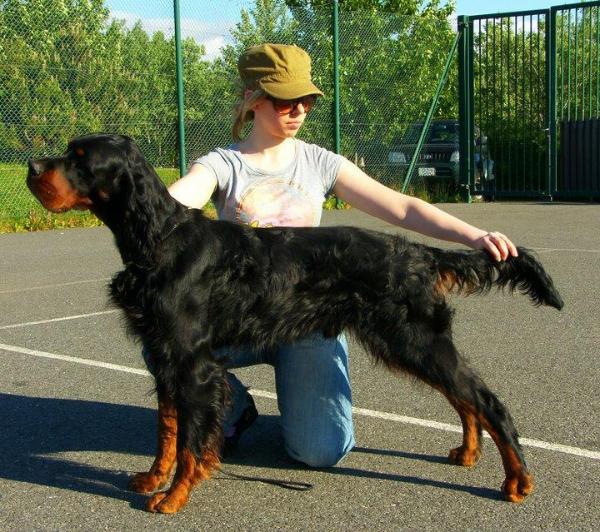 Boyers Sting | Gordon Setter 