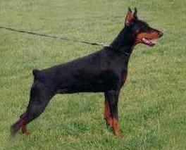 Anne v. Residenzschloss | Black Doberman Pinscher