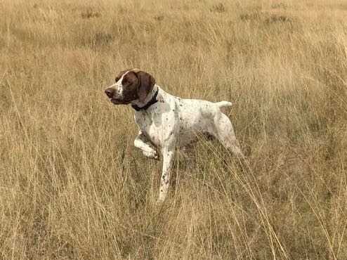 DAGBREEK ASKARI | German Shorthaired Pointer 