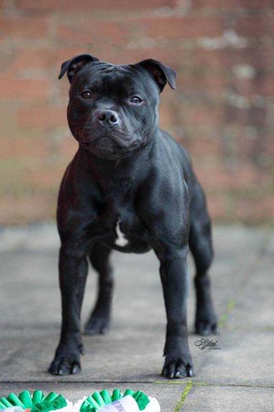 chiswelstaff lets dance | Staffordshire Bull Terrier 