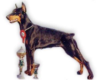 A'Donikons Esmeralda Efros | Black Doberman Pinscher