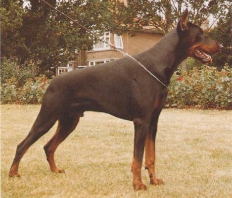 Graaf Forto v. Neerlands Stam (NHSB 1200483) | Black Doberman Pinscher