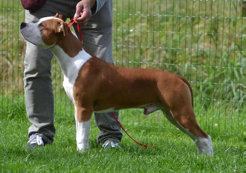 Rock Red Devil Empire Staff | American Staffordshire Terrier 