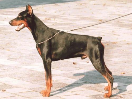 Eros Castor v.h. Wantij | Black Doberman Pinscher