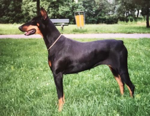 Natasja (NHSB 1370688) | Black Doberman Pinscher