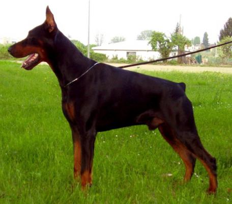 Huber di Villa Conte | Black Doberman Pinscher