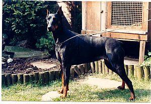 Desrah v. Maruma's Hoff | Black Doberman Pinscher