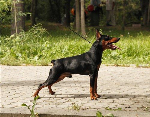 Helen Hoff Legioner | Miniature Pinscher 