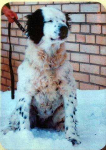 BAYGUSH | Central Asian Shepherd Dog 