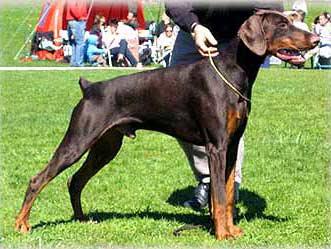 Smart Wood Hills Energizer | Brown Doberman Pinscher