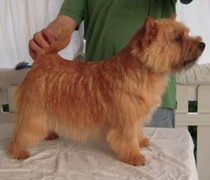 Virgil von den Zwei Eichen | Norwich Terrier 