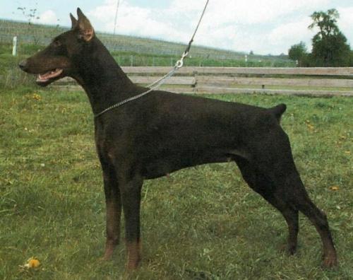 Farina v. Nymphenburg | Brown Doberman Pinscher