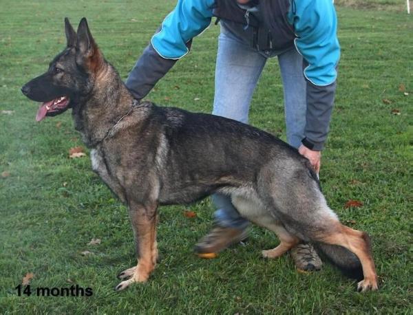 Jawa Aritar Bastet | German Shepherd Dog 