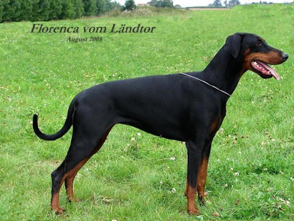 Florenza v. Ländtor | Black Doberman Pinscher