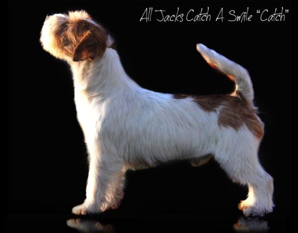 Catch A Smile | Jack Russell Terrier 