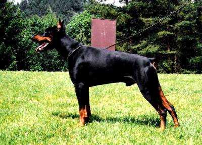 Chico v.d. Doberwache | Black Doberman Pinscher