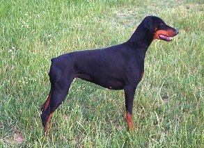 Daisy v. Ländtor | Black Doberman Pinscher