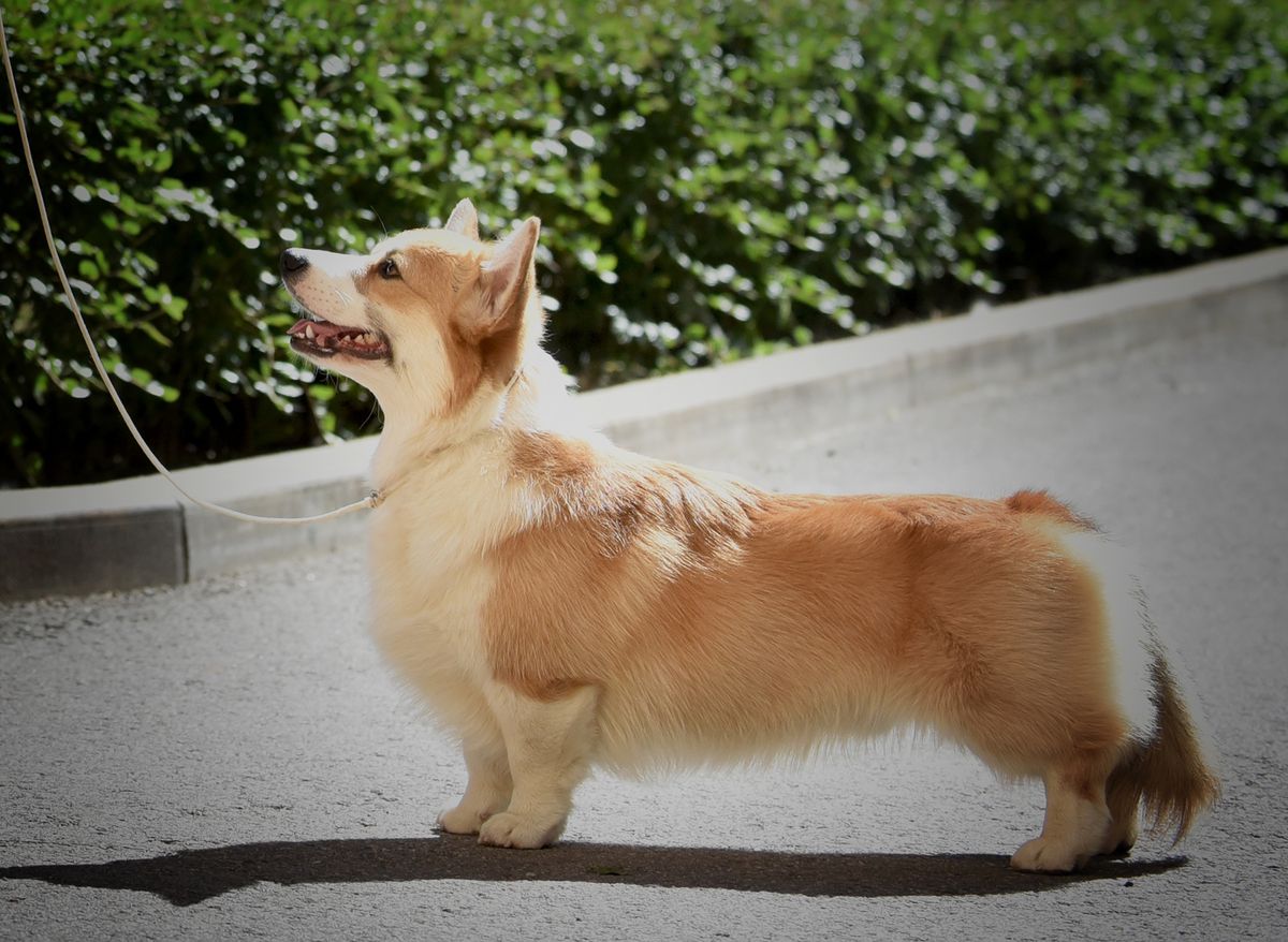 Style Life Team Leader | Pembroke Welsh Corgi 